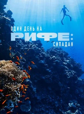  Один день на рифе: Сипадан  смотреть онлайн бесплатно в хорошем HD качестве — ЛордФильм